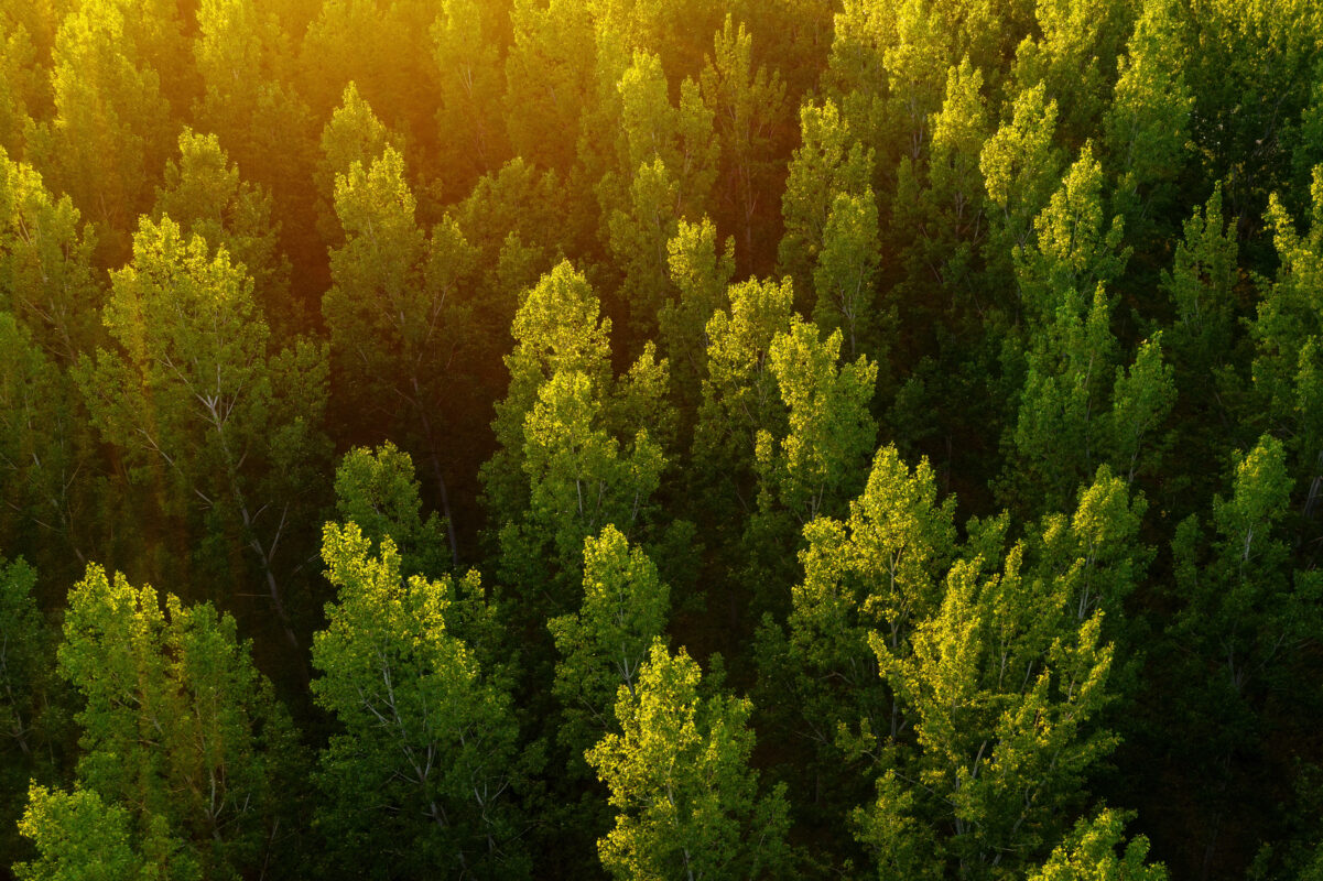 Visuel d'une forêt de peupliers